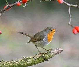 100 years of dietetics education