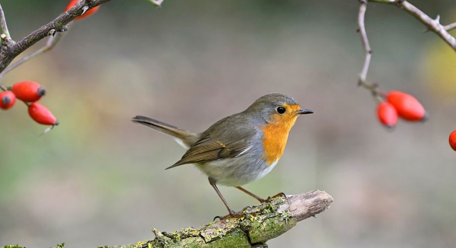 100 years of dietetics education